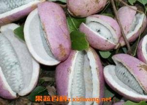 恩施吃瓜视频,揭秘当地特色美食与风土人情