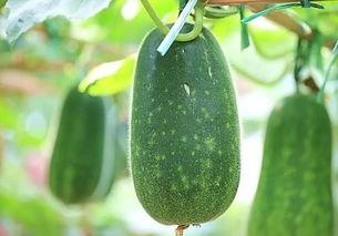 吃瓜降血脂吗,揭秘日常饮食中的健康秘密