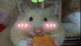 金丝熊吃蜜瓜吗,揭秘它们对蜜瓜的喜爱之谜