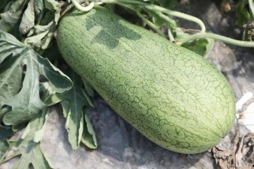 欲瓜咋吃,探索夏日消暑美食的多样吃法