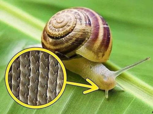 带你吃瓜野生蜗牛视频,带你吃瓜体验独特风味