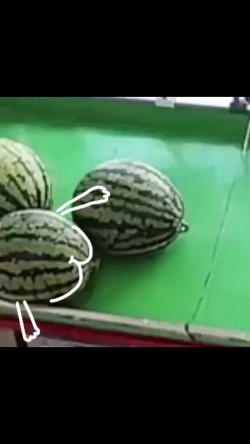 这几天吃瓜吐了