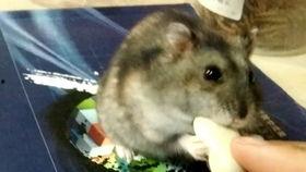 吃瓜小星米老鼠