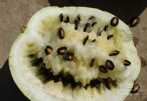 产妇可以吃籽瓜吗?,产妇适宜食用籽瓜的益处与注意事项