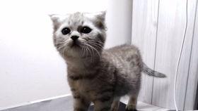 吃瓜的喵哥,吃瓜喵哥带你领略娱乐圈风云变幻