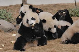 吃瓜系统熊猫人,揭秘吃瓜系统的趣味日常