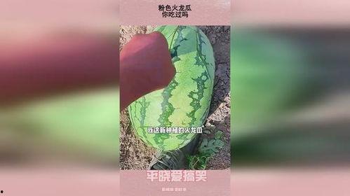 粉红吃瓜,揭秘娱乐圈的甜蜜与苦涩