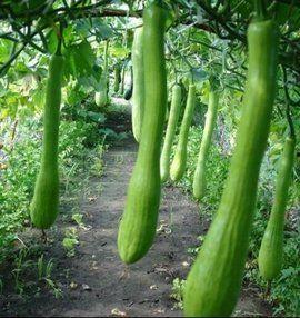 长垣合阳村吃瓜,长垣特色吃瓜文化体验记