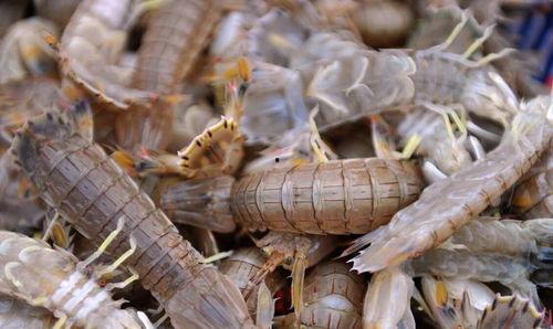 吊瓜能和皮皮虾一起吃吗,吊瓜与皮皮虾的搭配食用指南