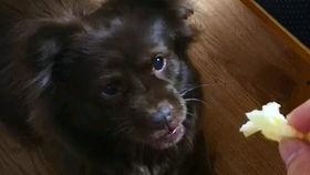 线条小狗吃瓜,线条小狗的夏日瓜趣时光