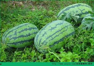 春季吃瓜好吗,吃瓜也能养生吗？