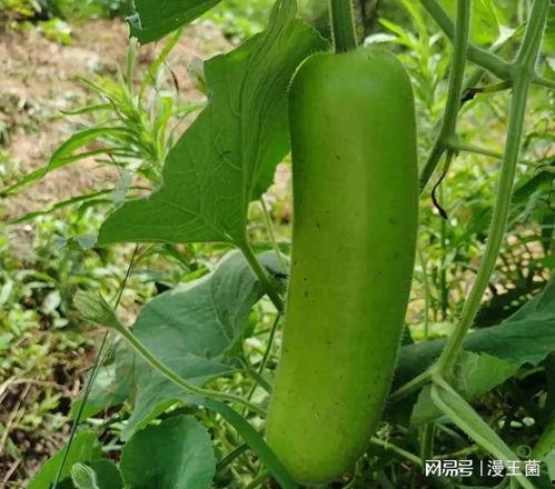 开放吃瓜后续,揭秘网络热议背后的真相与反思