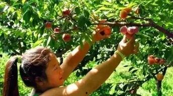 梦见摘树上白瓜吃,揭秘摘树上白瓜的神秘寓意