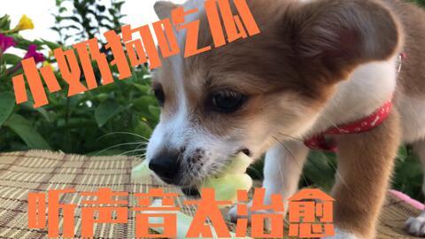 吃瓜的奶狗,趣味横生的生活瞬间