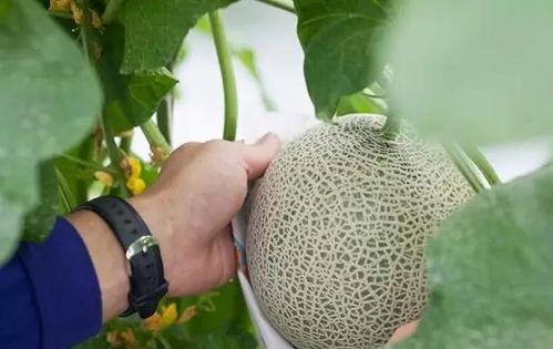 裂纹瓜怎么吃,解锁美味新境界