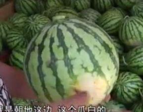 吃货群众找瓜吃,吃货群众找瓜吃的美食之旅