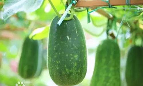 百乔女友吃瓜,揭秘娱乐圈背后的甜蜜与争议