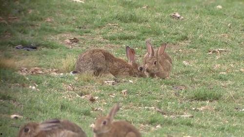野餐兔吃瓜,野餐兔的甜蜜瓜果盛宴