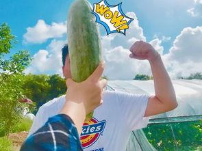 吃瓜过审,吃瓜过审，揭秘明星幕后故事