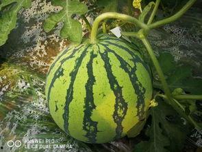 两千万吃瓜,揭秘网络热议背后的真相与笑料