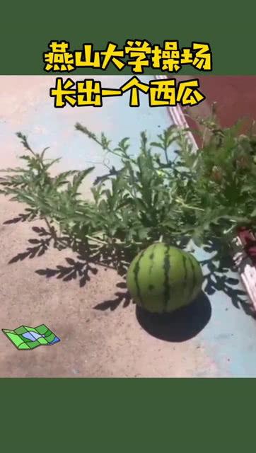 吃瓜燕大,揭秘网络红人的崛起之路