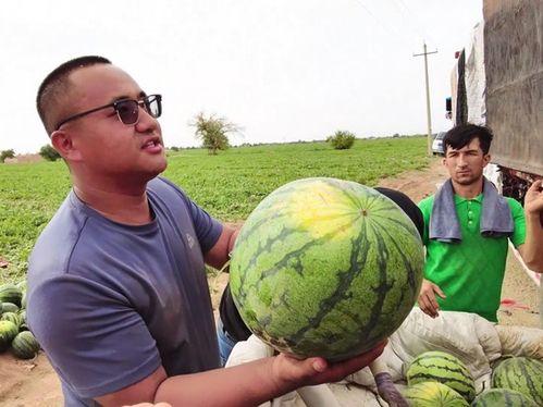 乌鲁木齐 方仓吃瓜,乌鲁木齐方仓里的“瓜田”生活
