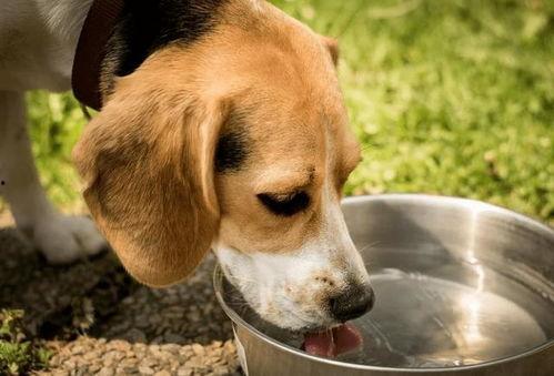 狗可以吃冰瓜吗,冰瓜适宜度解析