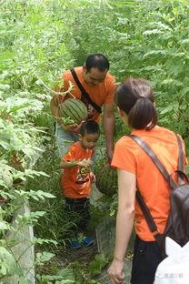 中村和呱呱吃瓜群众,吃瓜群众的趣味解读