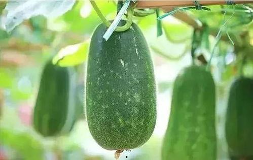 大暑吃哪瓜,探寻最适合大暑时节的瓜类美食