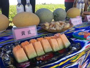 吐鲁番吃瓜,探寻瓜乡的独特魅力