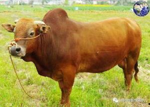 皇家斗牛瓜怎么吃最好,解锁最佳食用秘籍