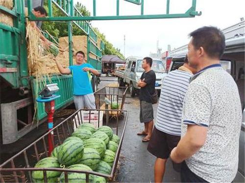 任县吃瓜事件金环市场,吃瓜事件背后的真相与反思