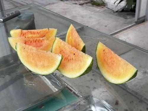 夏天最美的吃瓜,瓜果飘香——探寻夏天最美的吃瓜时光